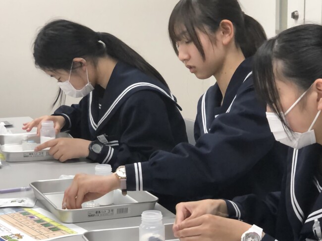 静岡県御前崎市立浜岡中 セーラー服　女子中学生　芋セーラー服　芋セラ